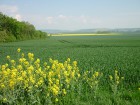 Rapsfeld an der Hohle