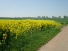 Rapsfeld an der Hohle